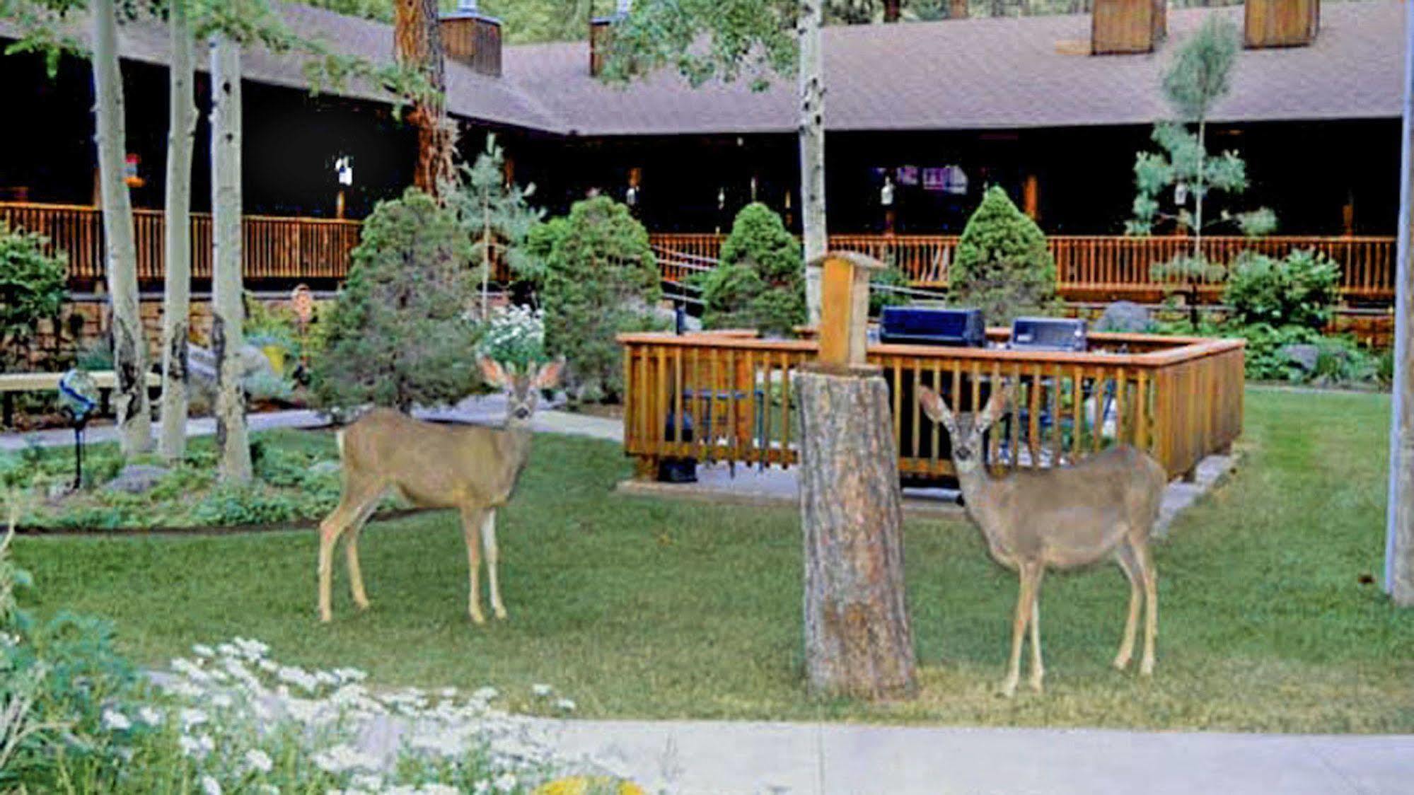 Shadow Mountain Lodge And Cabins Ruidoso Exteriör bild